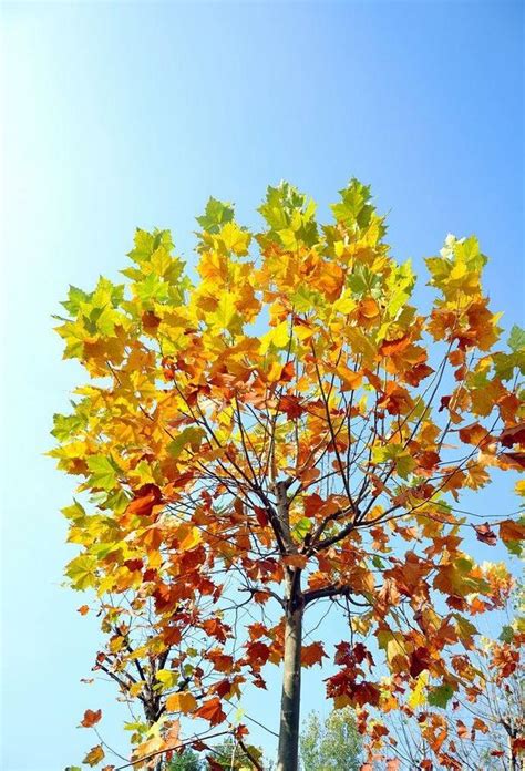 梧桐樹鳳凰|鳳凰棲息的梧桐樹到底長什麼樣？干、葉、花、果一睹為快